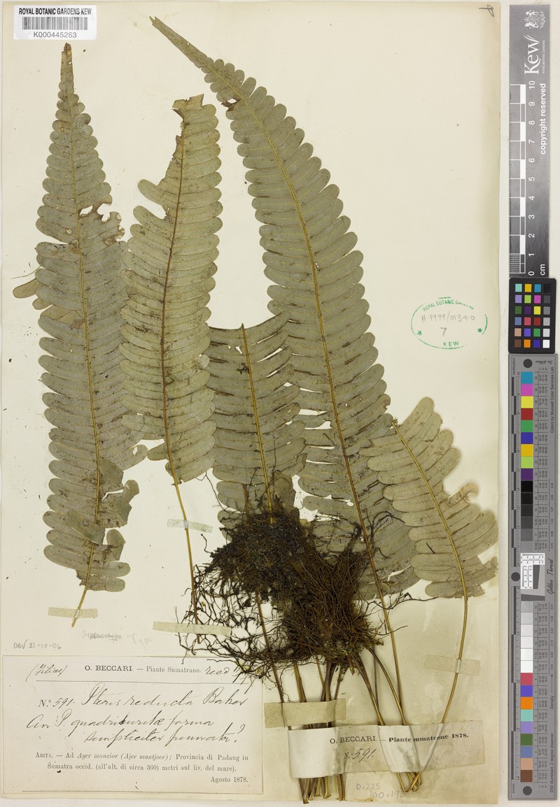 Pteris reducta photo 4
