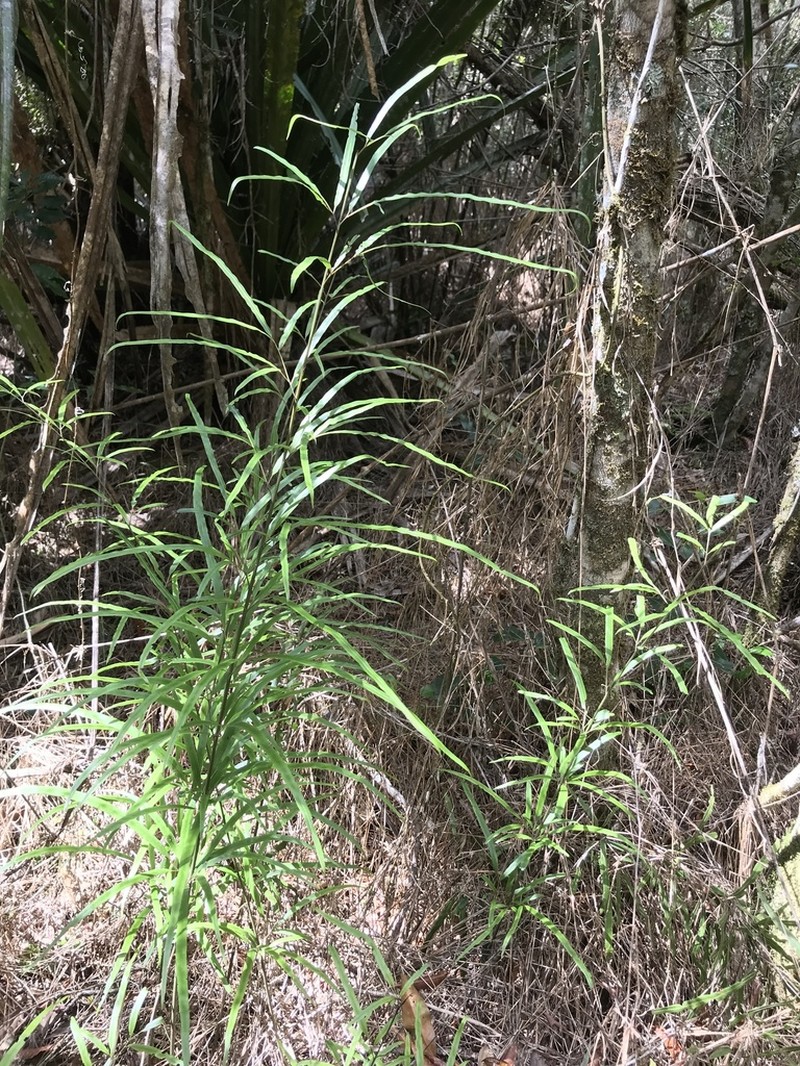 Pteris remotifolia