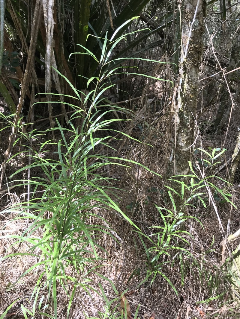 Pteris remotifolia photo 2