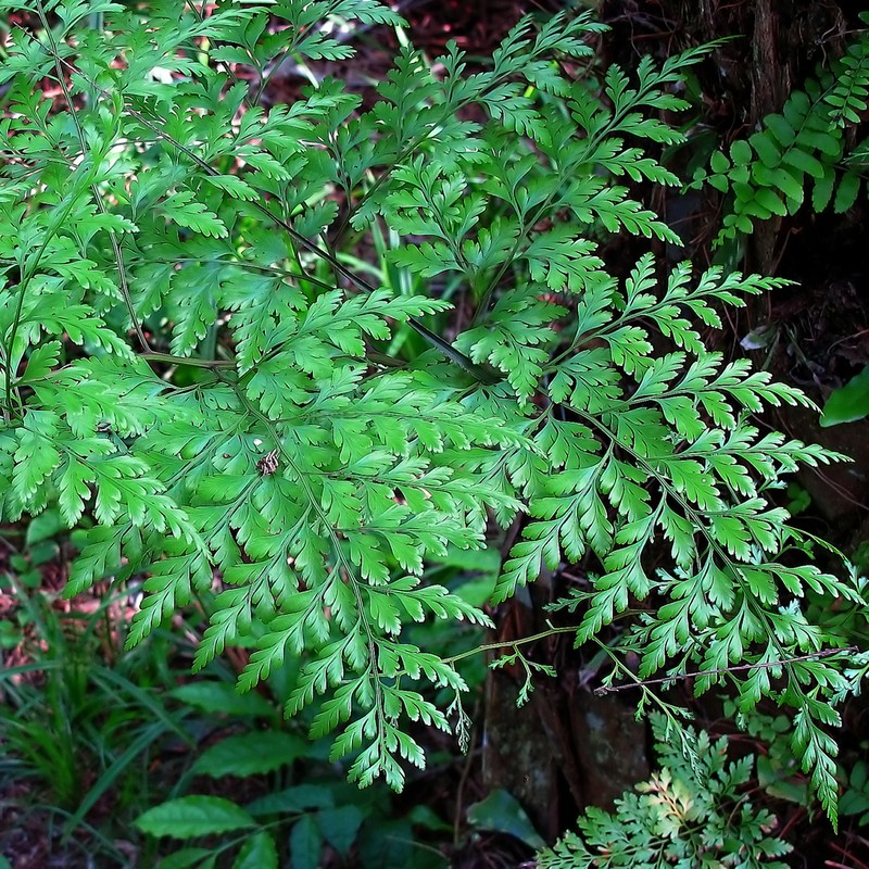 Pteris repens