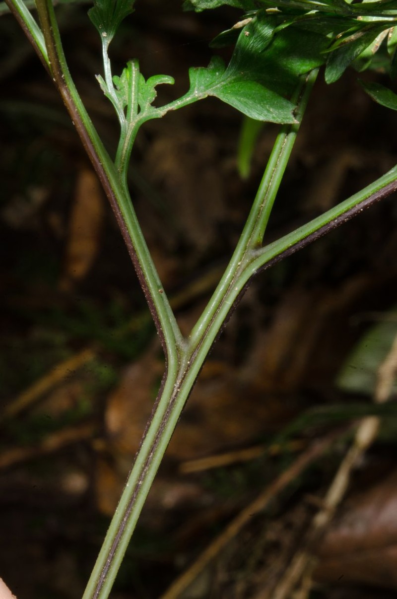 Pteris repens photo 2