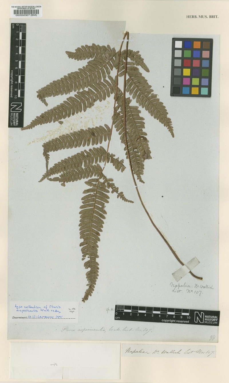 Pteris roseolilacina