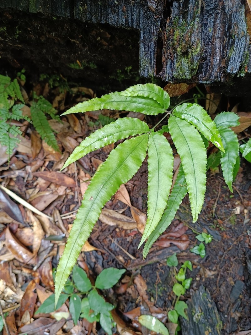 Pteris rugosifolia