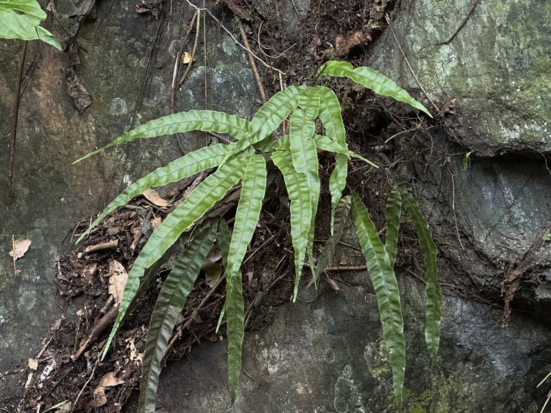 Pteris rugosifolia photo 2