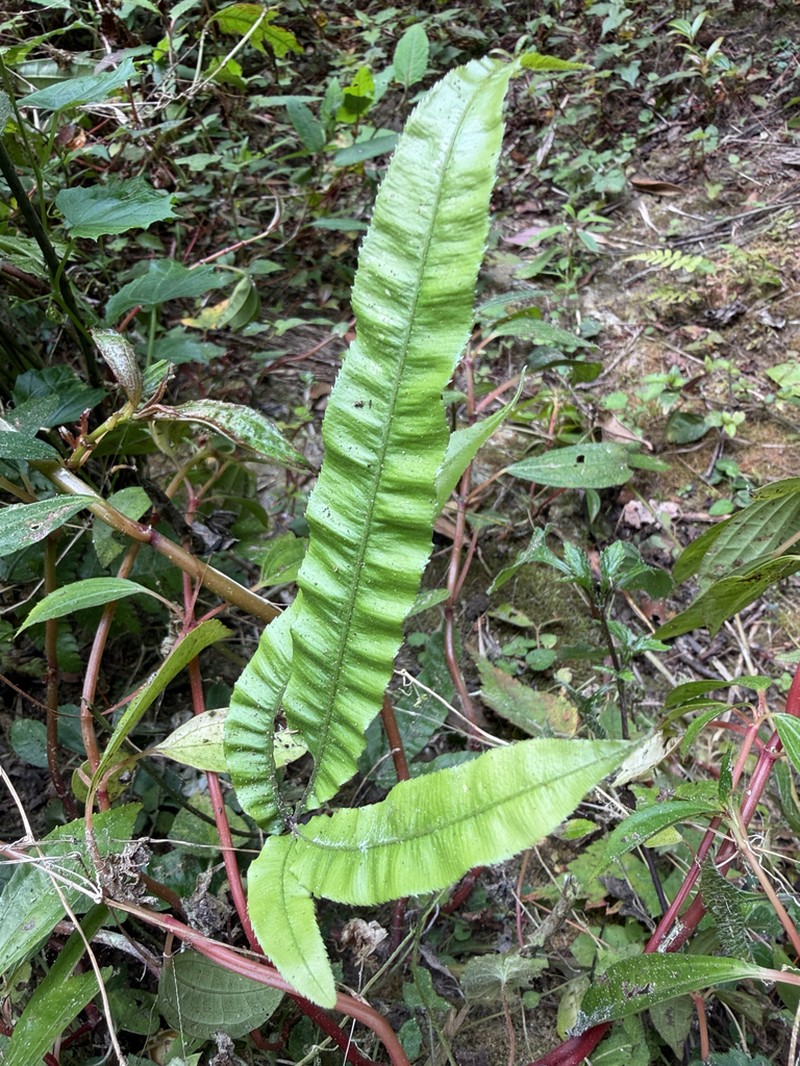 Pteris rugosifolia photo 3