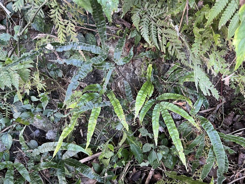 Pteris rugosifolia photo 4