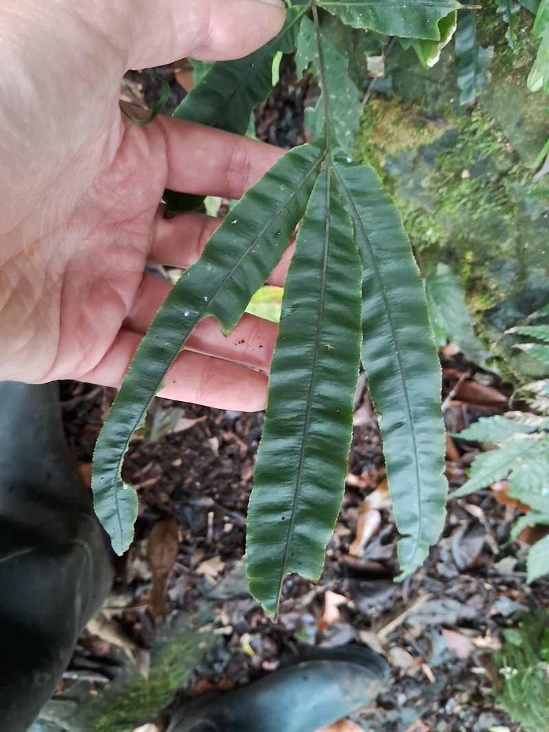 Pteris rugosifolia photo 5