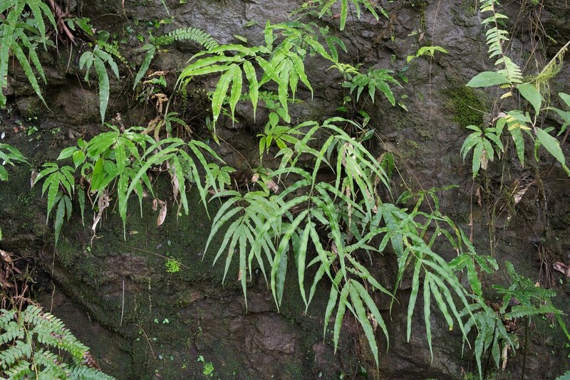 Pteris rugosifolia photo 6
