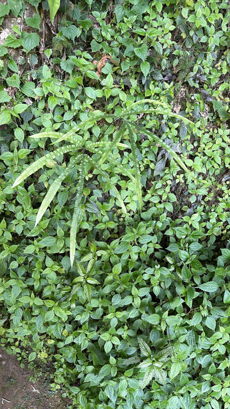 Pteris rugosifolia photo 7