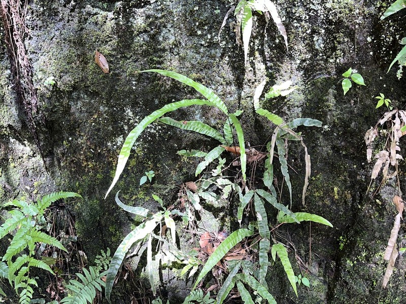 Pteris rugosifolia photo 8