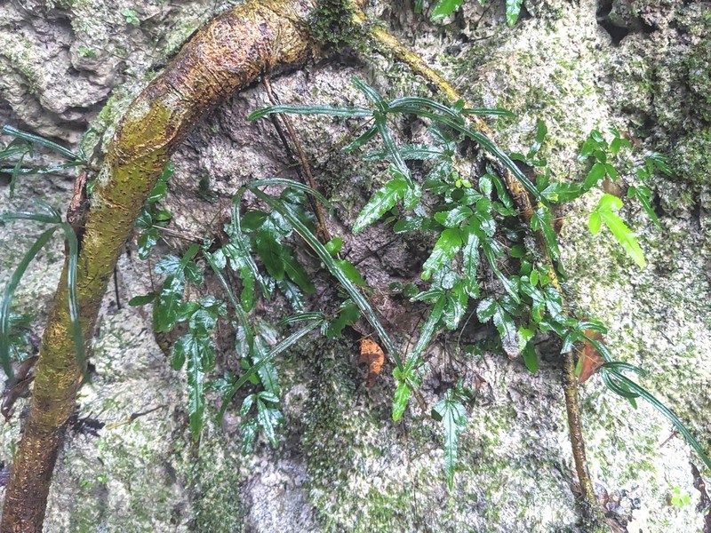 Pteris ryukyuensis photo 2
