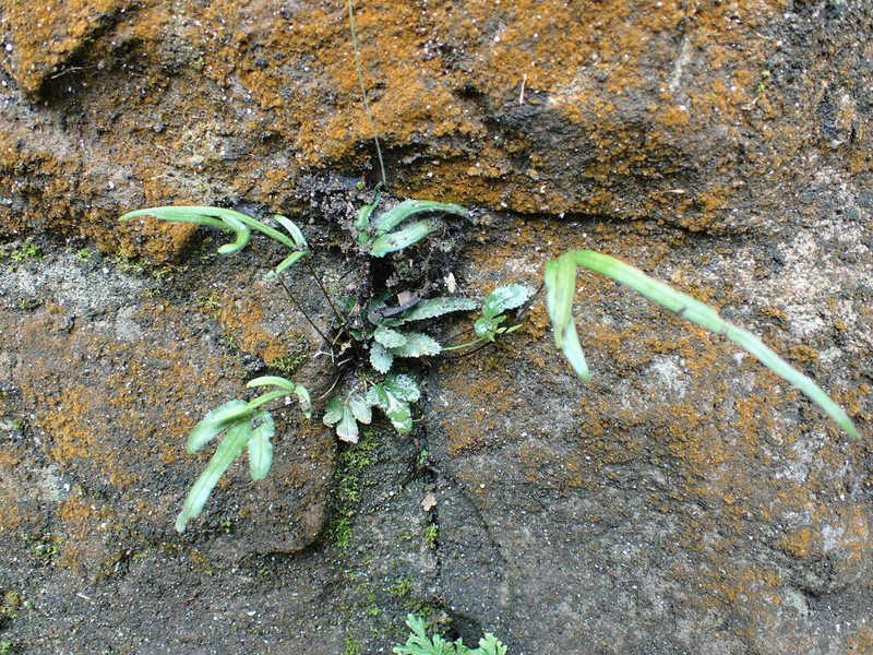 Pteris ryukyuensis photo 3