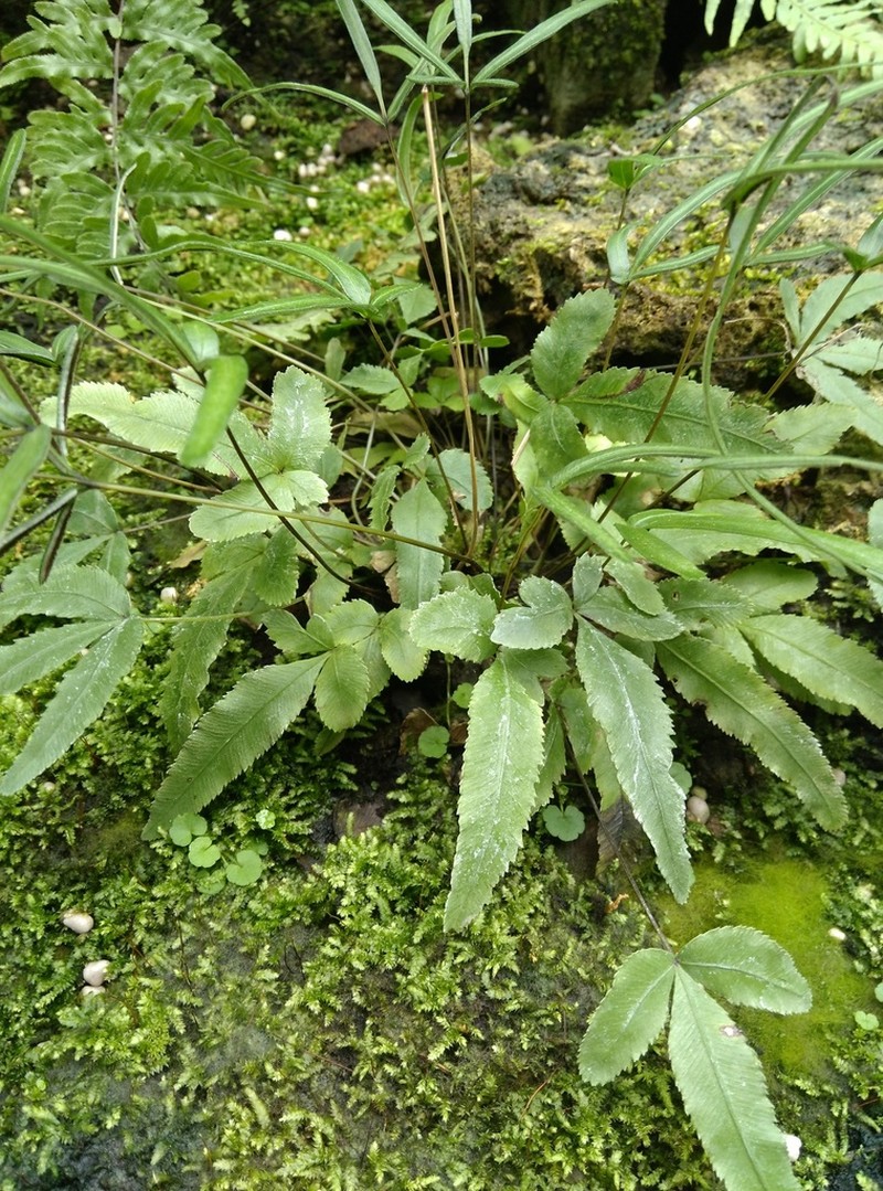Pteris ryukyuensis photo 4
