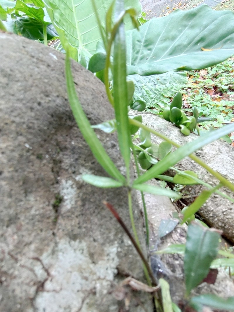 Pteris ryukyuensis photo 5