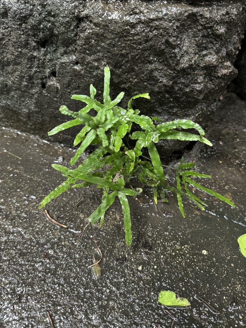 Pteris ryukyuensis photo 6