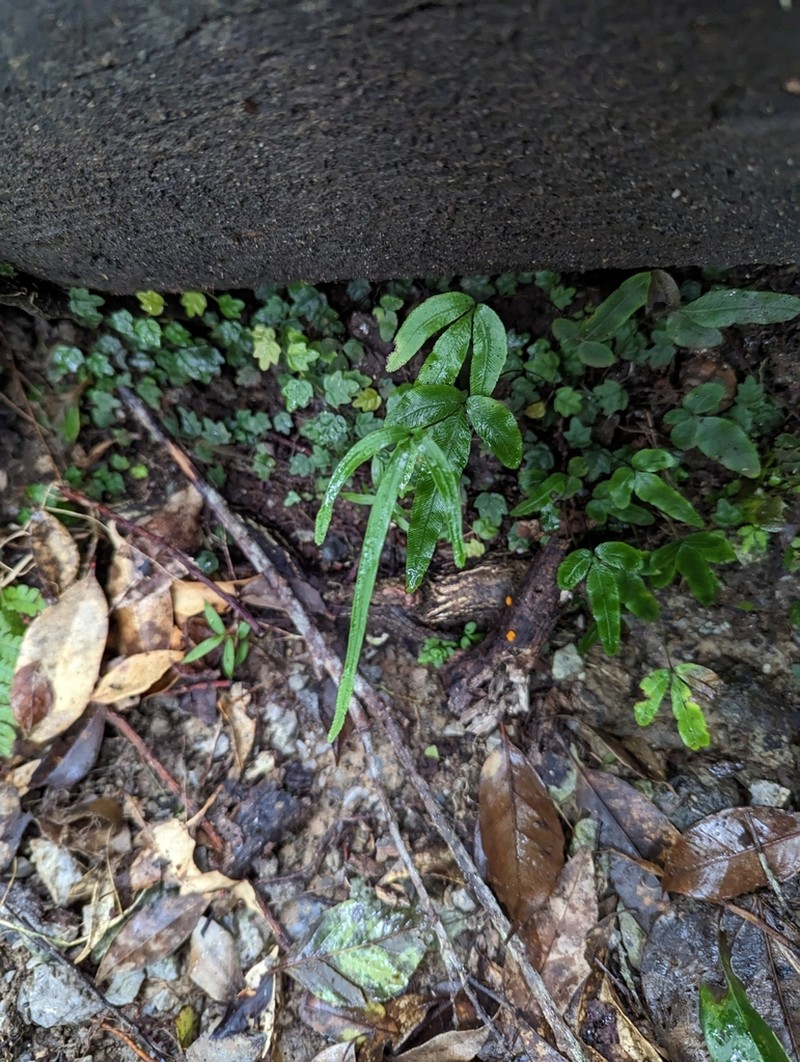 Pteris ryukyuensis photo 7