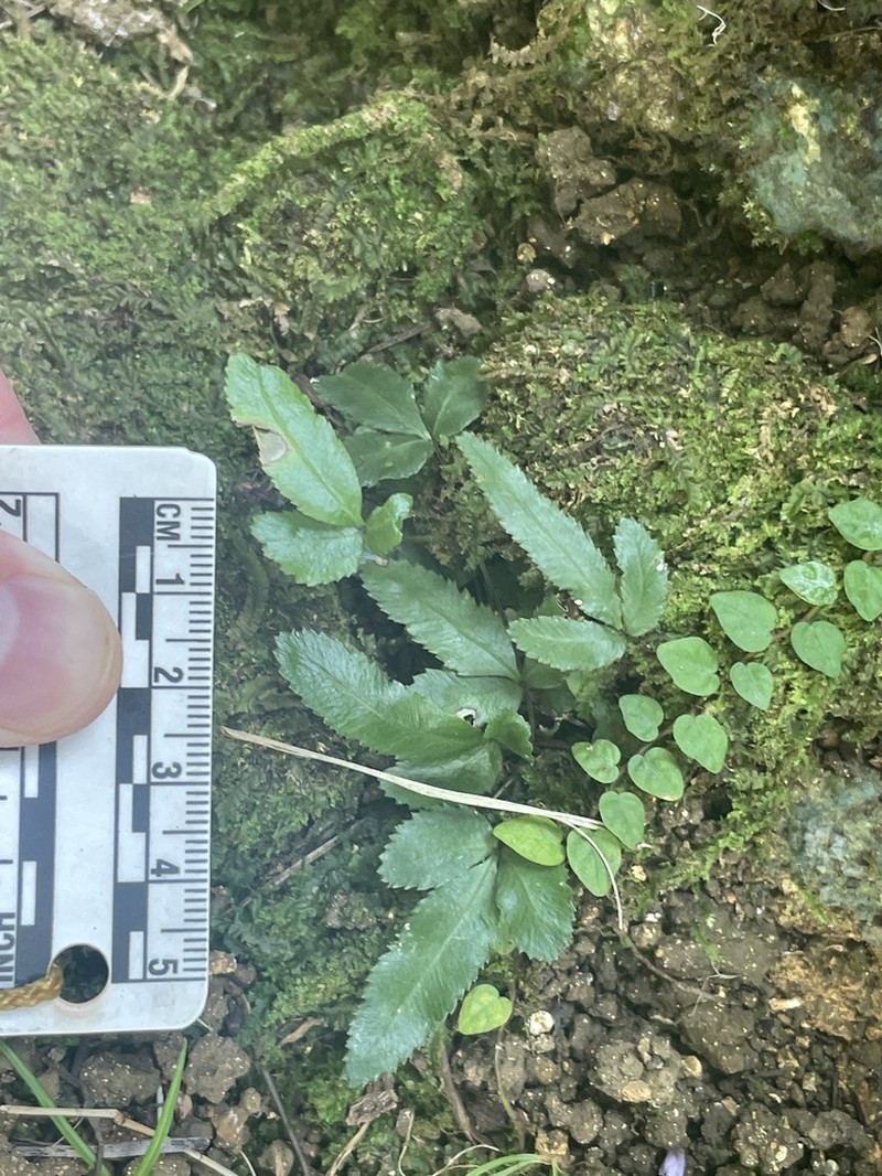 Pteris ryukyuensis photo 8
