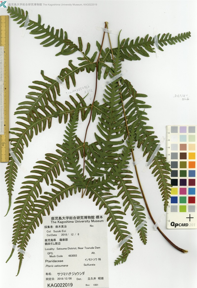 Pteris satsumana