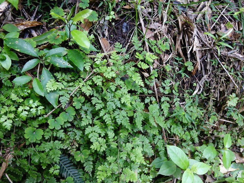 Pteris saxatilis