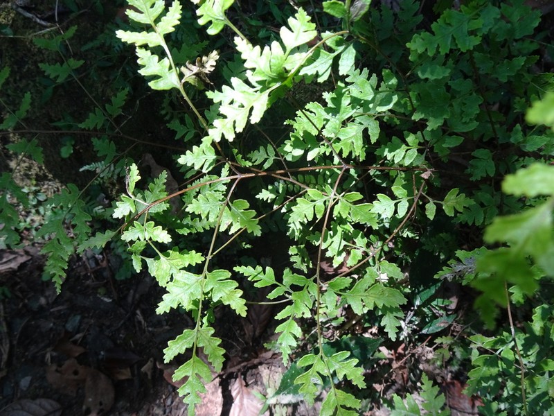 Pteris saxatilis photo 2