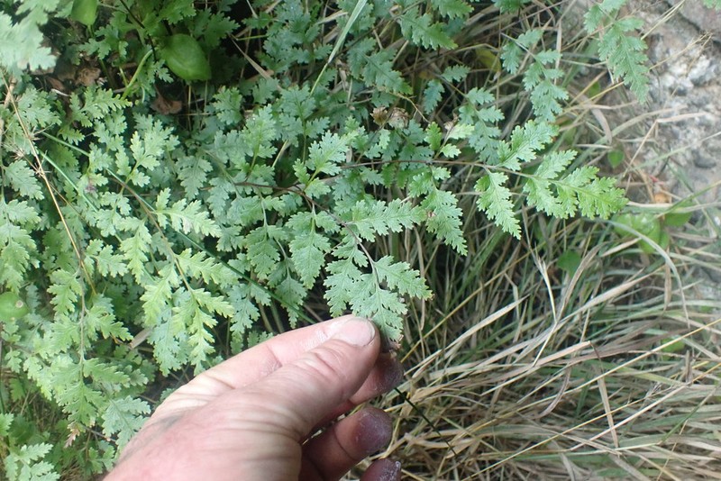 Pteris saxatilis photo 3