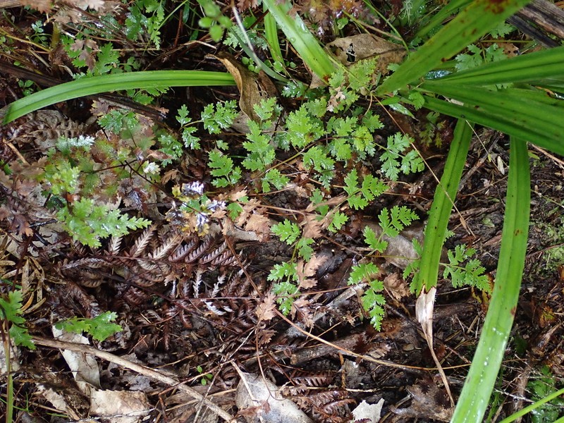 Pteris saxatilis photo 4