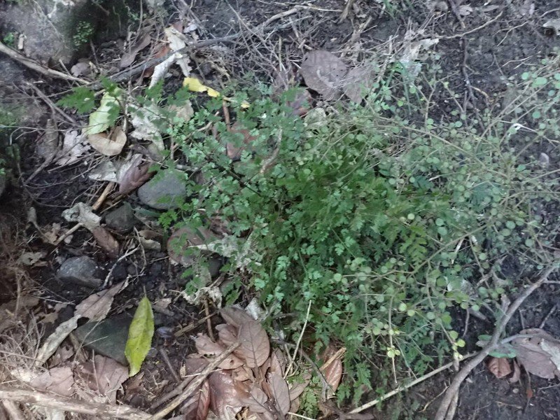 Pteris saxatilis photo 5