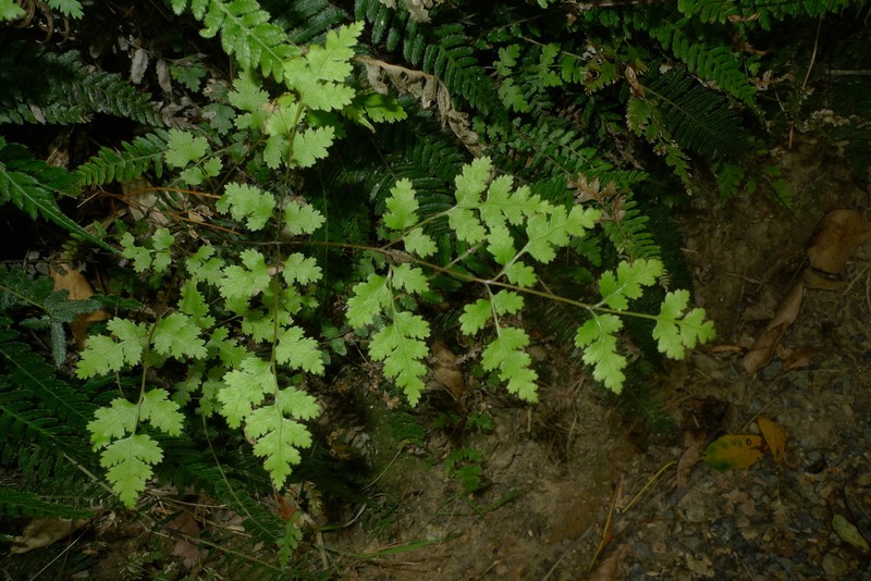 Pteris saxatilis photo 6