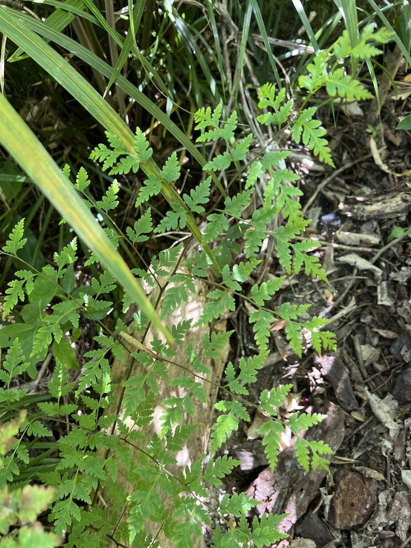 Pteris saxatilis photo 7