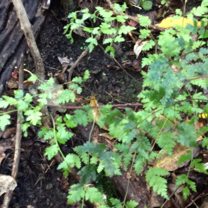 Pteris saxatilis photo 8