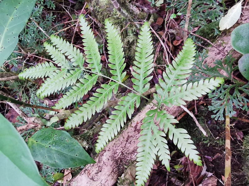 Pteris scabra