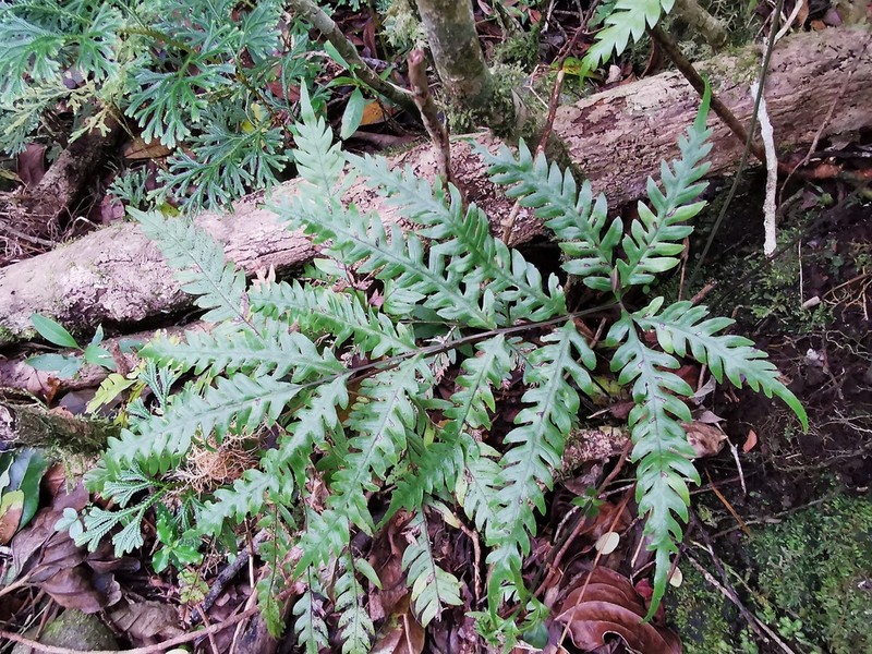 Pteris scabra photo 2