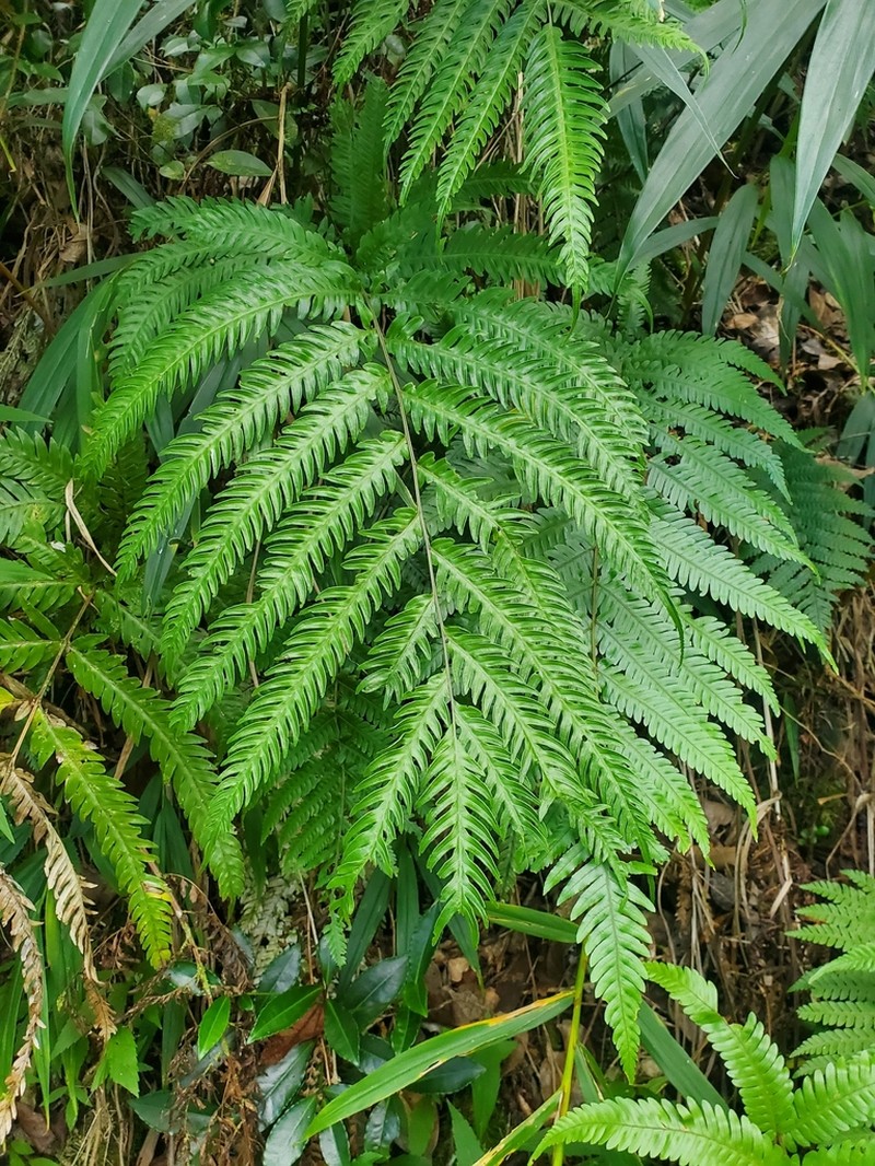Pteris scabra photo 3