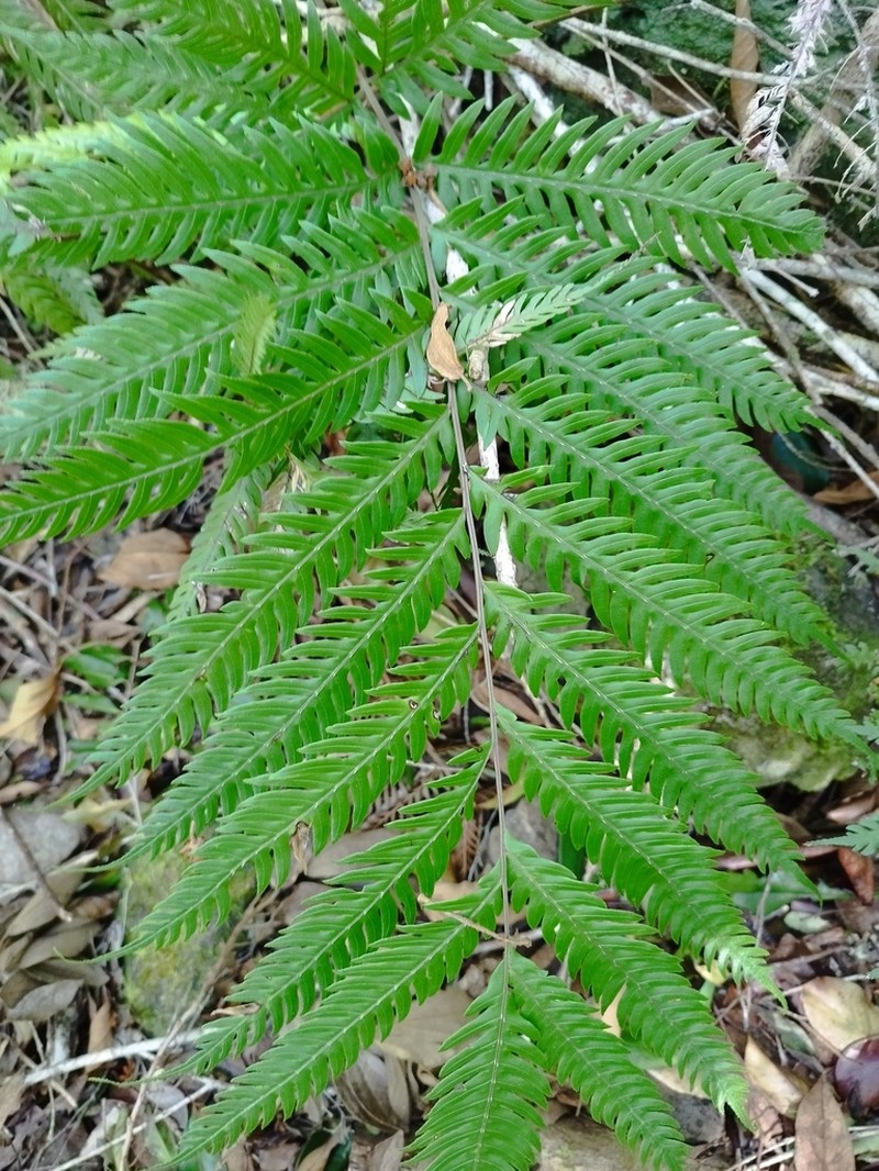 Pteris scabra photo 4