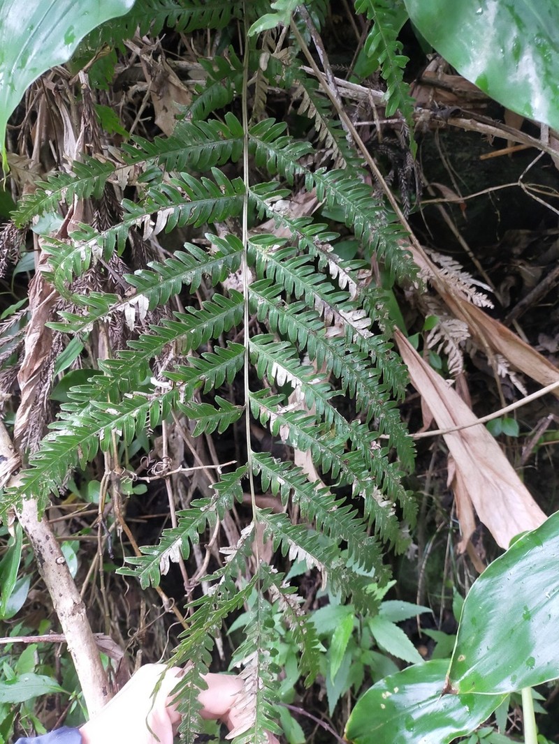 Pteris scabra photo 5