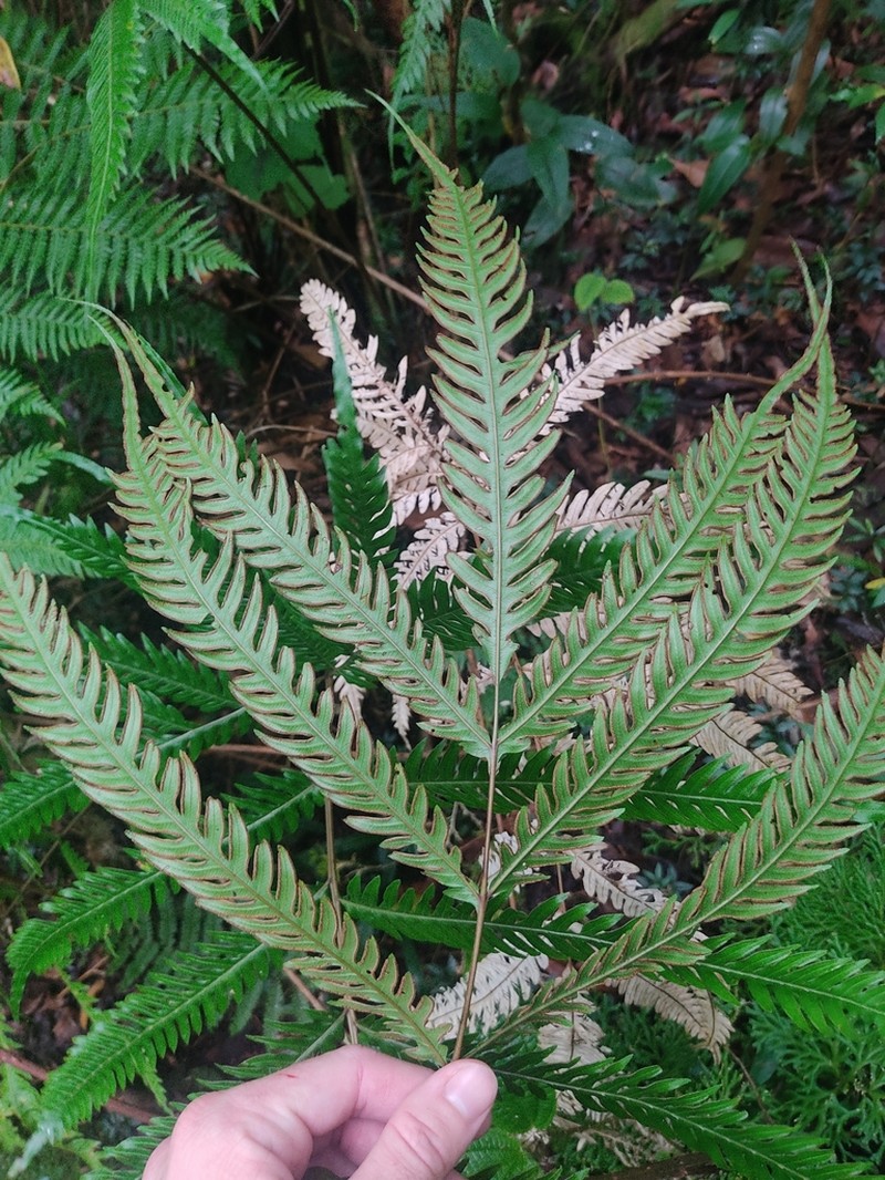 Pteris scabra photo 6