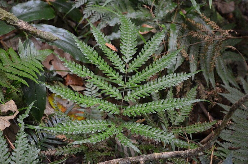 Pteris scabra photo 7