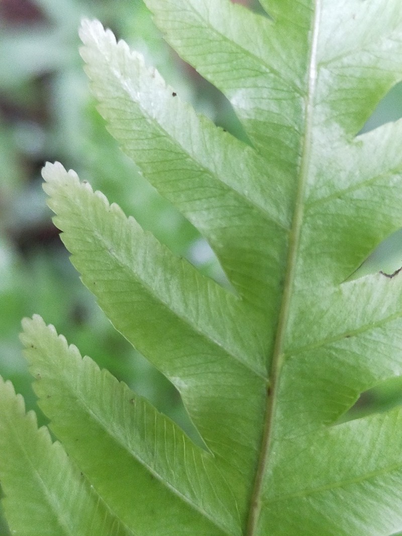 Pteris scabra photo 8