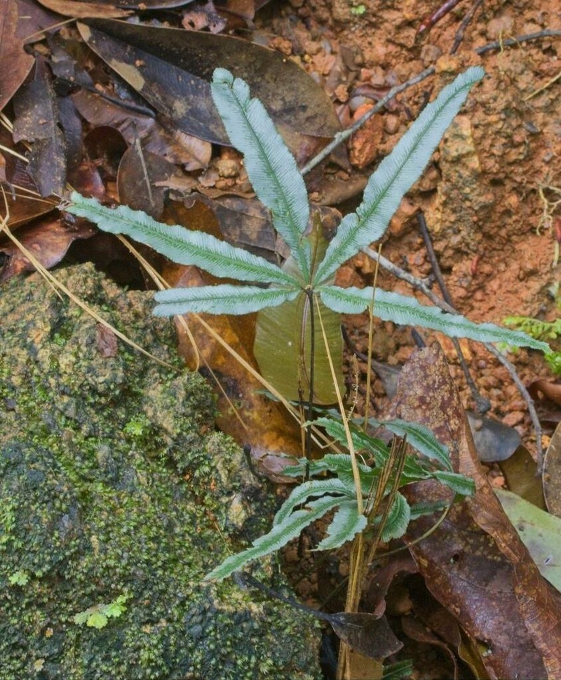 Pteris scabripes