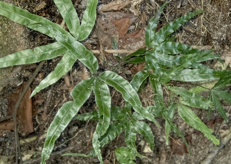 Pteris scabripes photo 2