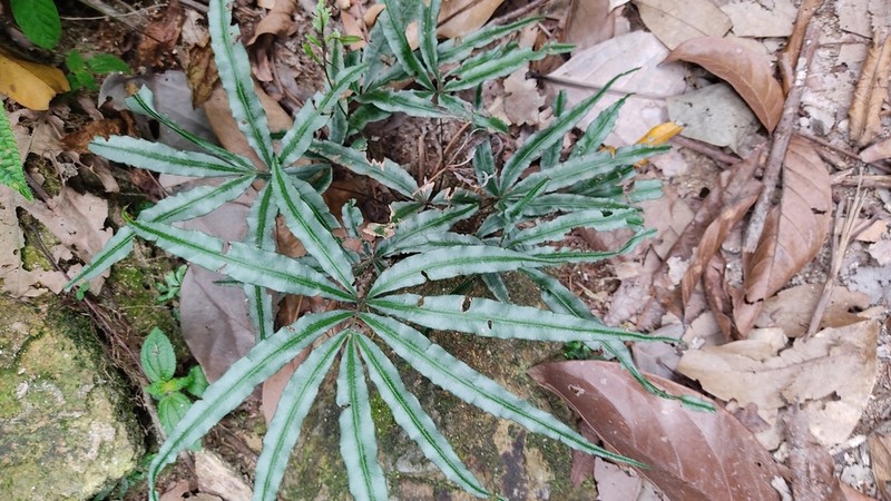 Pteris scabripes photo 3