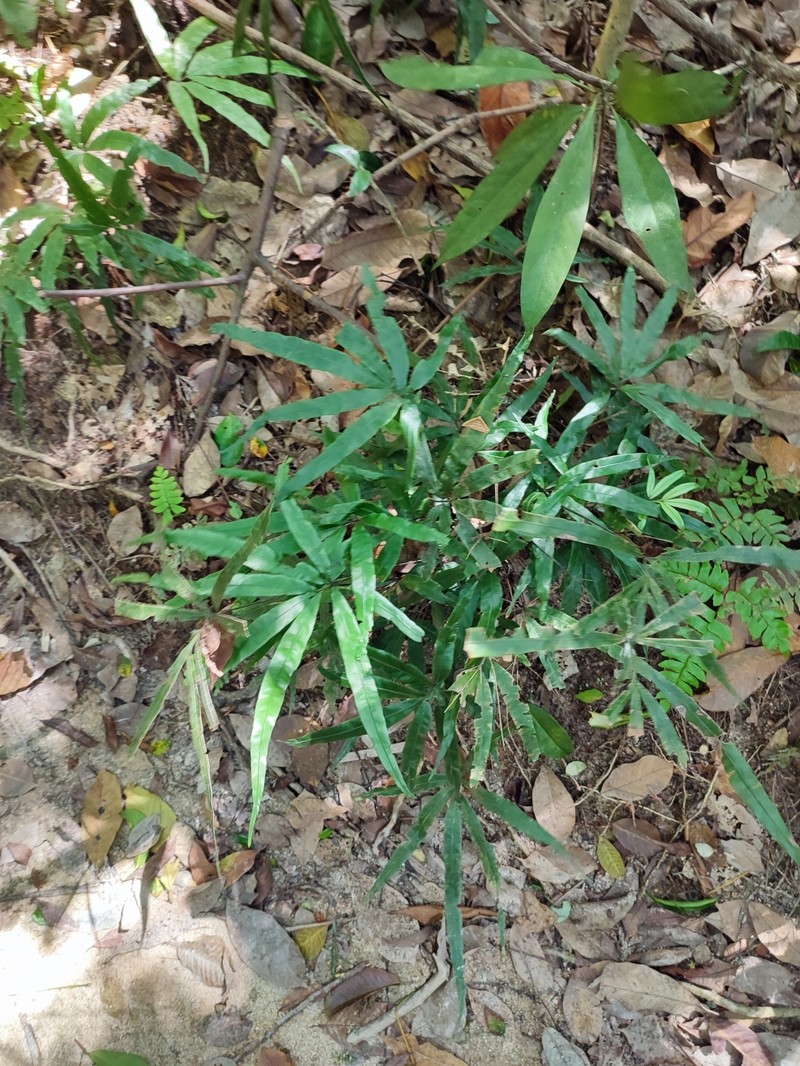 Pteris scabripes photo 5
