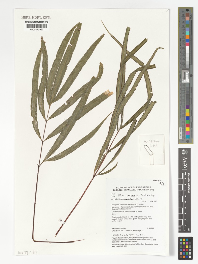 Pteris scabripes photo 7