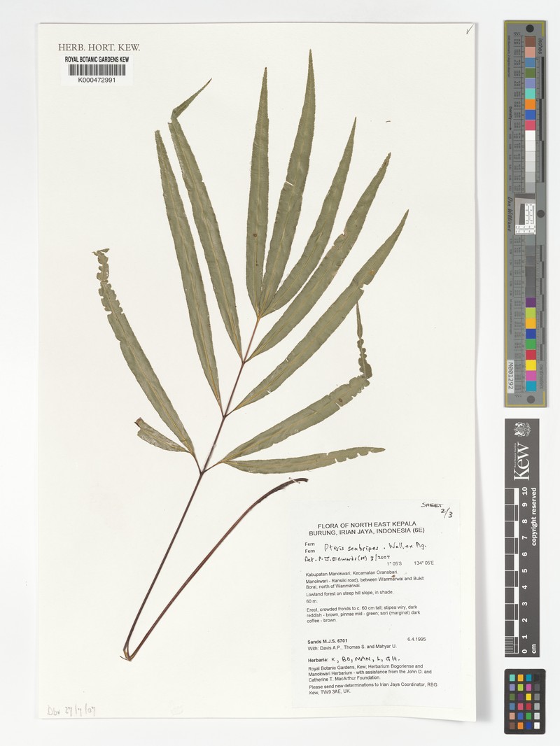 Pteris scabripes photo 8