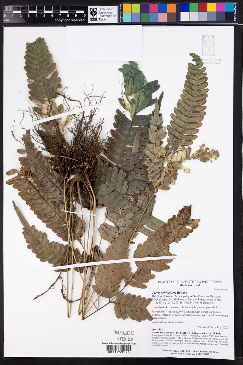 Pteris schlechteri photo 2