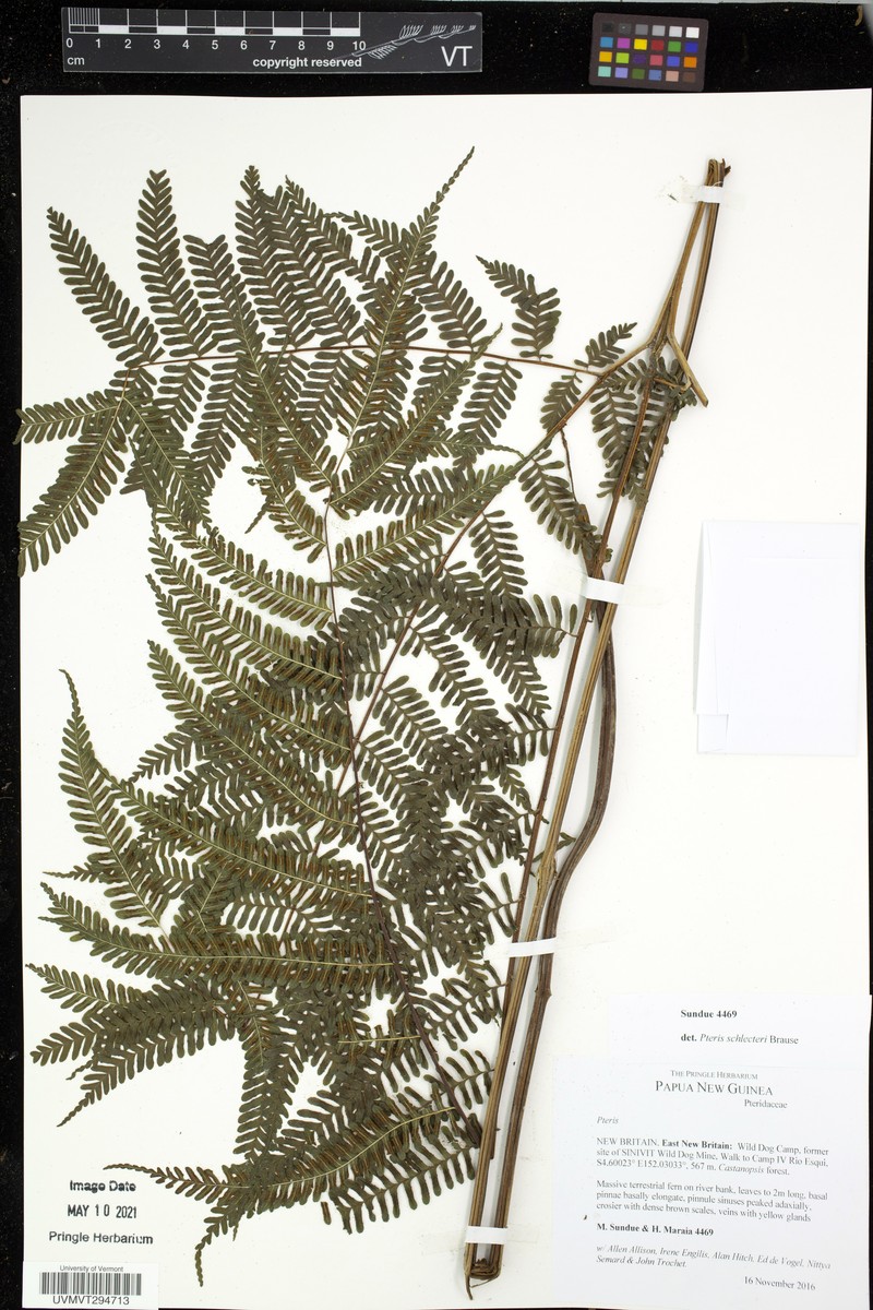Pteris schlechteri photo 3