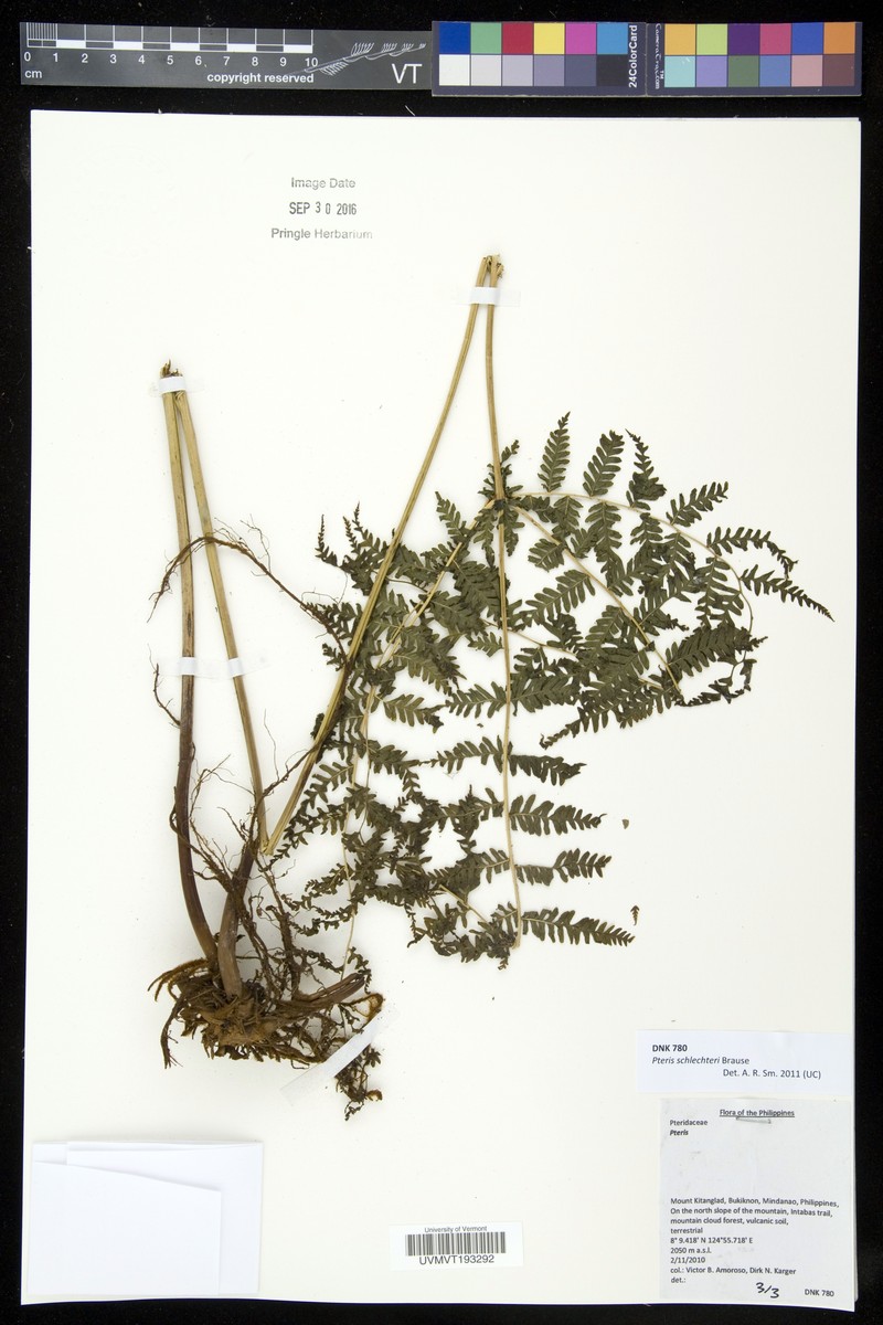 Pteris schlechteri photo 4