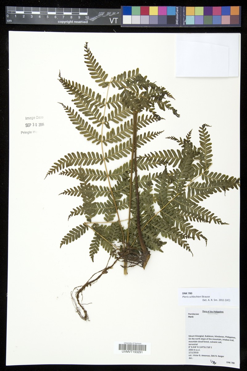 Pteris schlechteri photo 5