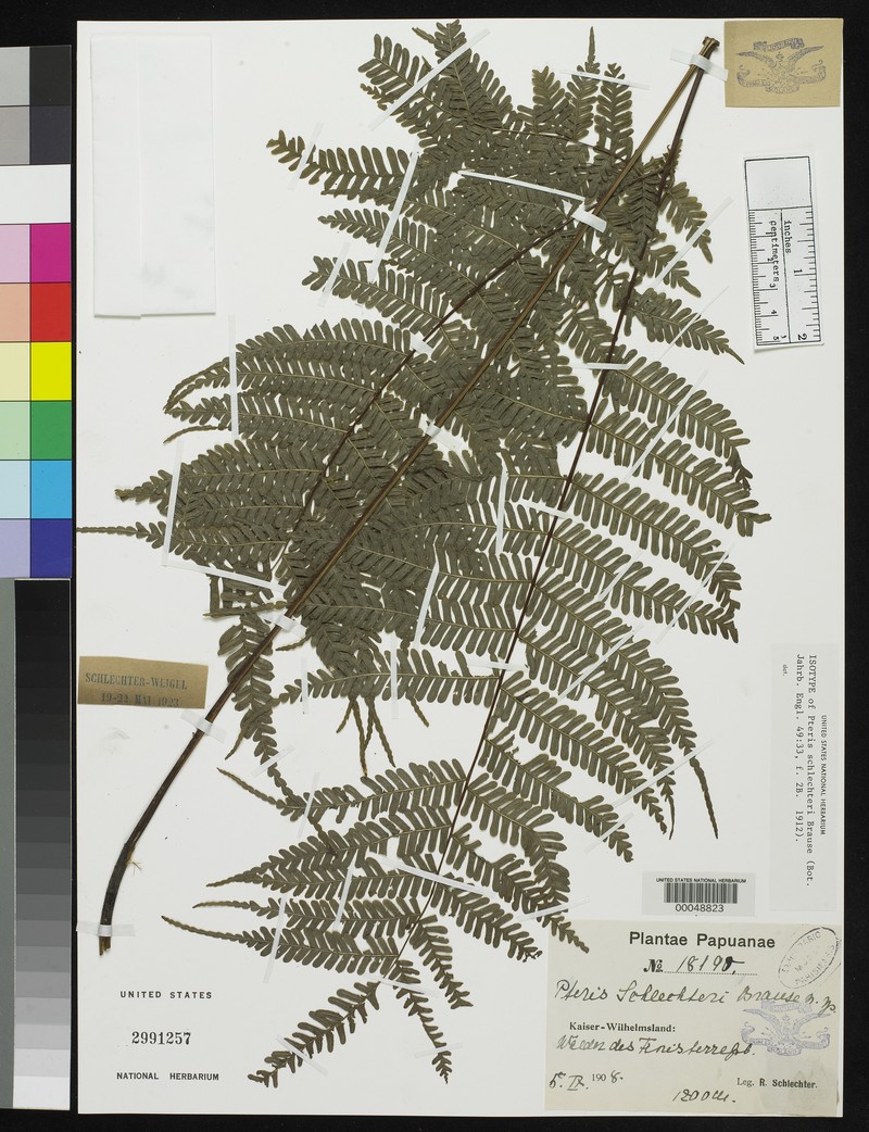 Pteris schlechteri