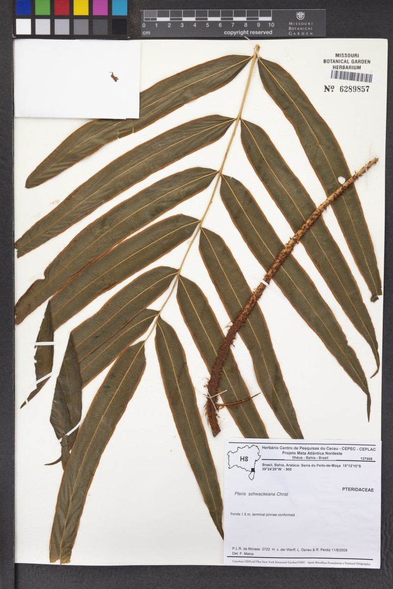 Pteris schwackeana